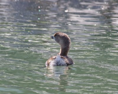 Pied Grebe