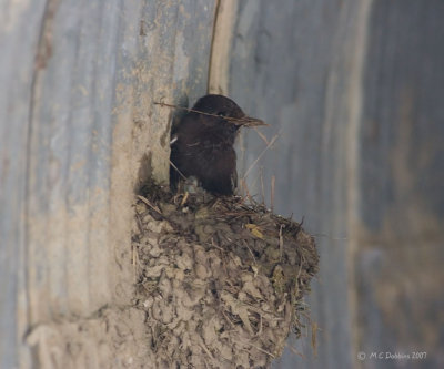 Phoebe building nest