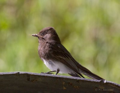 Phoebe with twig for nest