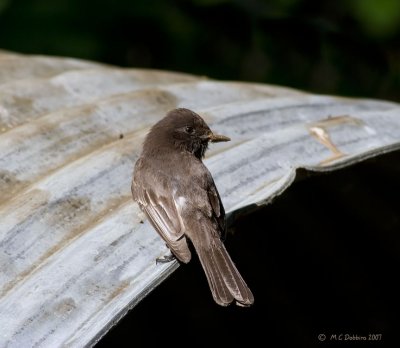 Phoebe building nest