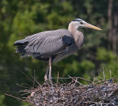 Male Heron Standing on Nest
