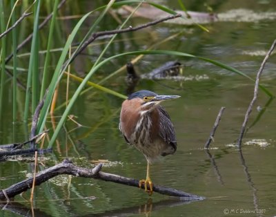 Green Heron