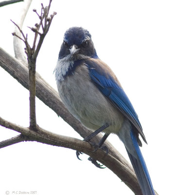 WebScrubJay2-.jpg