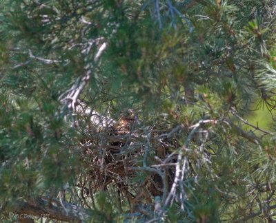 Red shouldered hawk nest with female on nest
