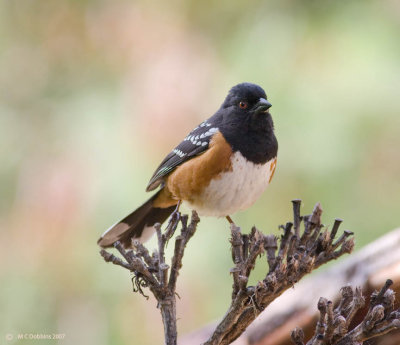 SpottedTowhee