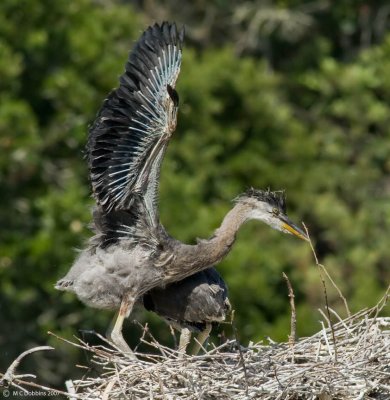 Wing stretch