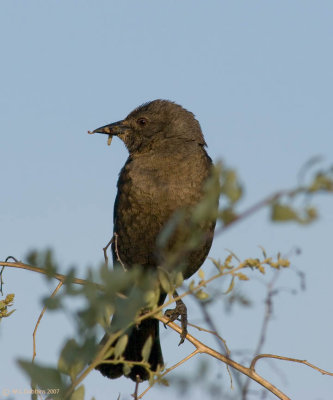 Female Brewer's Blackbird