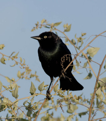 Male Brewer's Blackbird