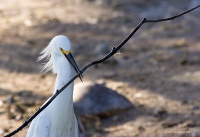 Snowy Egret