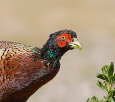 Pheasant snacking