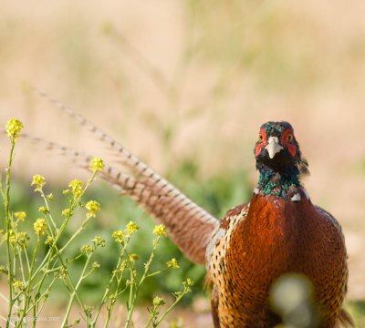 Pheasant on a walk about