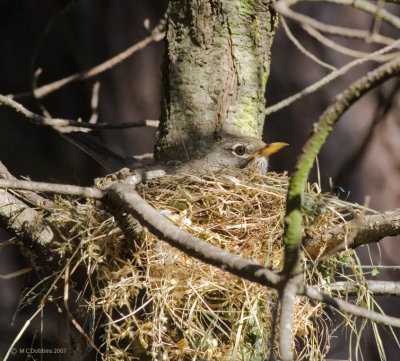 Robin in nest