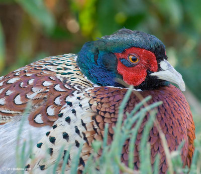 Napping pheasant