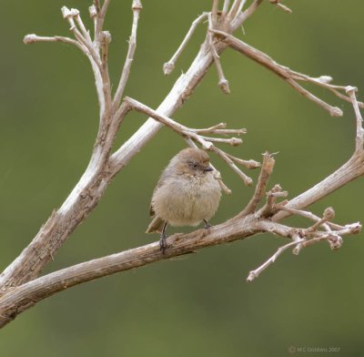 Bush Tit