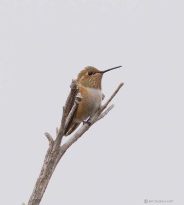 Allen's Hummingbird