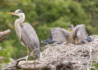 Two Chick Growing with One Parent