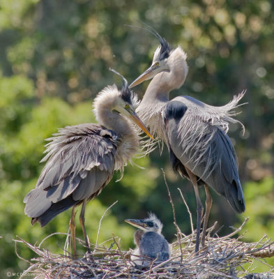 Crocker Lake Great Blue Herons 2007