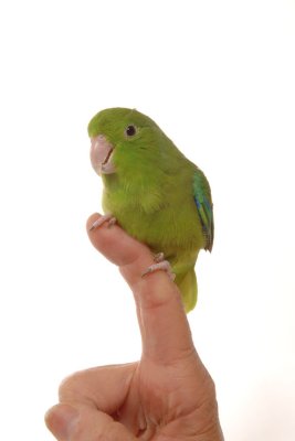 Peapod