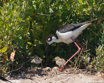 Stilt with newly hatched chicks