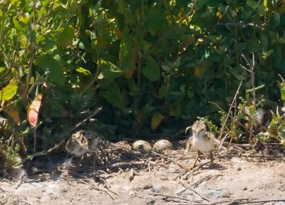 Stilt chicks and eggs