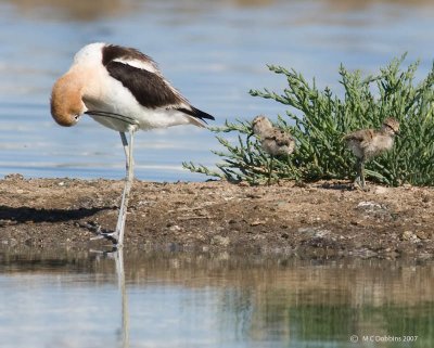 Avocet with two chicks