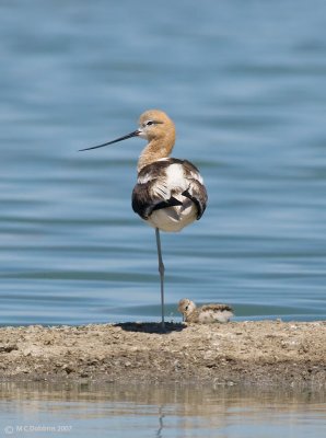 Avocet with 1 chick
