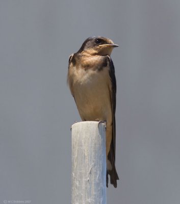 Barn Swallow