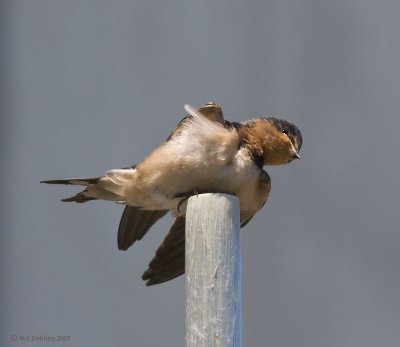 Barn Swallow stretching