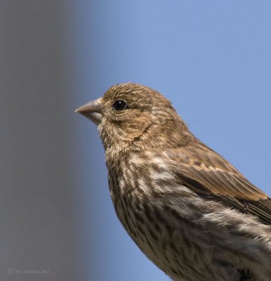 Sparrow