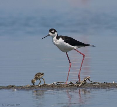 Stilt with 4 day old chick