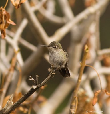 Juvenile Hummingbird, Anna's (?)