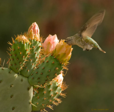 Hummer feeding on cactus