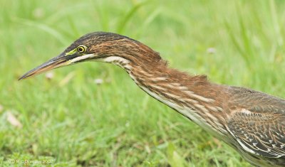 Green Heron