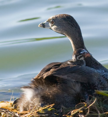 Grebes