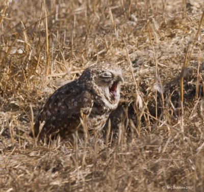 Yawning Owl