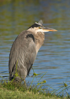 GBH at sunset