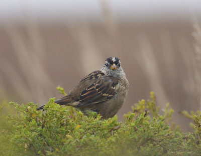 White Crowned Sparrow