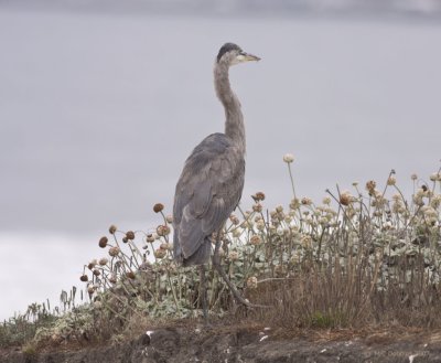 Great Blue heron, First year