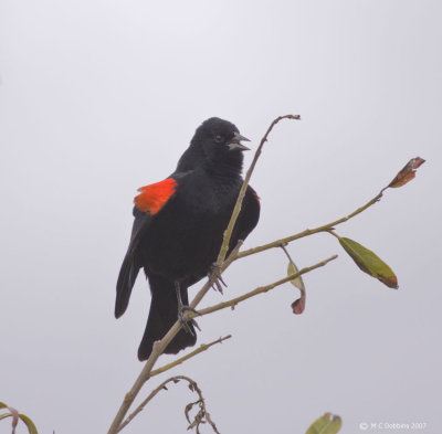 Red Winged Blackbird