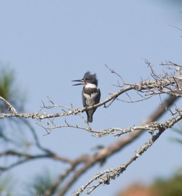 Male Kingfisher