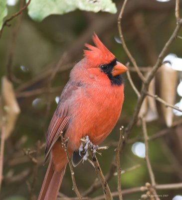 Male Cardinal