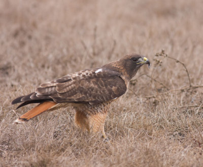 Red Tail Hawk with prey