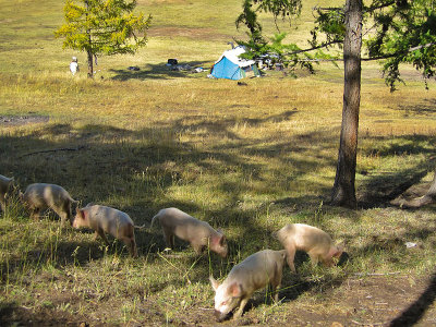 Free Range Pigs 0027