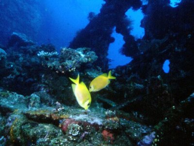 Coral Rabbitfish- wreck at Tulamben Bali-09-01.jpg