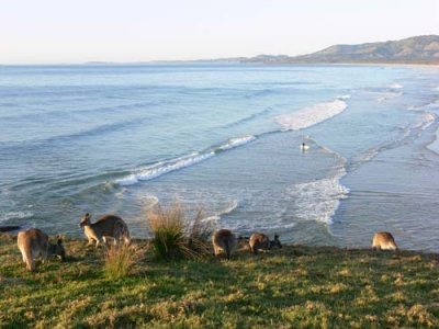 Kangaroos by the surf.jpg