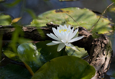 White-Lily.jpg