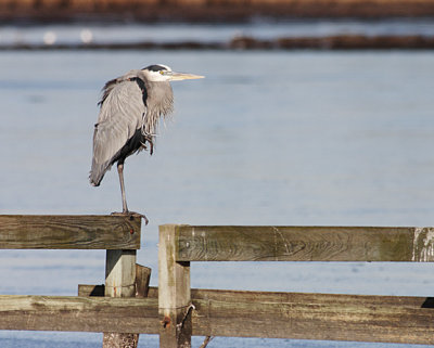 Great Blue Heron on a Fence
