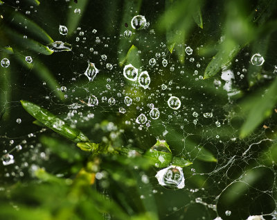 Raindrops on web