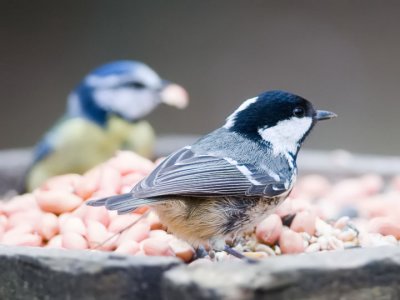 English Garden Birds