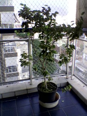 Ficus - 02